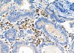 CGA Antibody in Immunohistochemistry (Paraffin) (IHC (P))