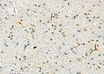 CGA Antibody in Immunohistochemistry (Paraffin) (IHC (P))