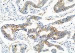 CGA Antibody in Immunohistochemistry (Paraffin) (IHC (P))