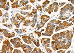 CGA Antibody in Immunohistochemistry (Paraffin) (IHC (P))