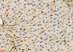 CGA Antibody in Immunohistochemistry (Paraffin) (IHC (P))