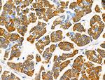 Trypsin Antibody in Immunohistochemistry (Paraffin) (IHC (P))