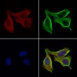 Trypsin Antibody in Immunocytochemistry (ICC/IF)