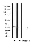 Trypsin Antibody in Western Blot (WB)