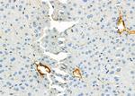 Complement Factor B Antibody in Immunohistochemistry (Paraffin) (IHC (P))