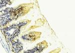 PGF Antibody in Immunohistochemistry (Paraffin) (IHC (P))