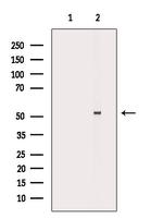 GABRA2 Antibody in Western Blot (WB)