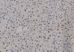 ATF3 Antibody in Immunohistochemistry (Paraffin) (IHC (P))