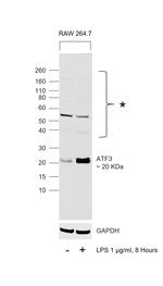 ATF3 Antibody in Western Blot (WB)