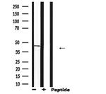 PPP2R4 Antibody in Western Blot (WB)