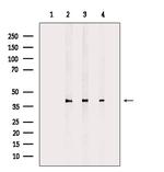 PPP2R4 Antibody in Western Blot (WB)