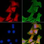 CD244 Antibody in Immunocytochemistry (ICC/IF)