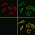 CD244 Antibody in Immunocytochemistry (ICC/IF)