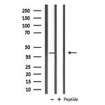 CD244 Antibody in Western Blot (WB)