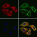 PRL3 Antibody in Immunocytochemistry (ICC/IF)