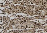 DST Antibody in Immunohistochemistry (Paraffin) (IHC (P))