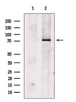 Zyxin Antibody in Western Blot (WB)