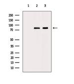 Zyxin Antibody in Western Blot (WB)