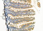 P2Y6 Antibody in Immunohistochemistry (Paraffin) (IHC (P))