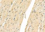 FBXO32 Antibody in Immunohistochemistry (Paraffin) (IHC (P))