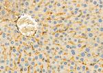 CHRM5 Antibody in Immunohistochemistry (Paraffin) (IHC (P))