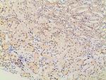 Ephrin B2 Antibody in Immunohistochemistry (Paraffin) (IHC (P))