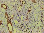 Ephrin B2 Antibody in Immunohistochemistry (Paraffin) (IHC (P))