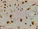 Ephrin B2 Antibody in Immunohistochemistry (Paraffin) (IHC (P))