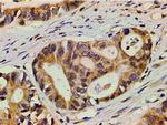 Ephrin B2 Antibody in Immunohistochemistry (Paraffin) (IHC (P))