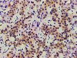 Ephrin B2 Antibody in Immunohistochemistry (Paraffin) (IHC (P))