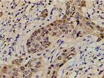 Ephrin B2 Antibody in Immunohistochemistry (Paraffin) (IHC (P))