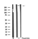 MIA3 Antibody in Western Blot (WB)