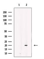 IMMP1L Antibody in Western Blot (WB)