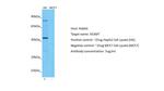 AS3MT Antibody in Western Blot (WB)