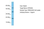 ATP6V0C Antibody in Western Blot (WB)