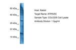 ATP6V0C Antibody in Western Blot (WB)