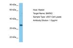 BarX2 Antibody in Western Blot (WB)