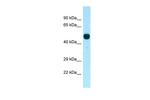 PFTK1 Antibody in Western Blot (WB)