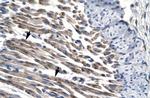 JMJD8 Antibody in Immunohistochemistry (IHC)