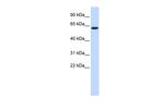 LINGO4 Antibody in Western Blot (WB)