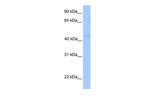 LIPT1 Antibody in Western Blot (WB)