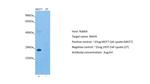 c-MAF Antibody in Western Blot (WB)