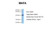 c-MAF Antibody in Western Blot (WB)