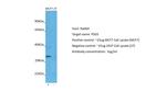 PSG5 Antibody in Western Blot (WB)