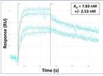 SLC12A8 Antibody in Surface plasmon resonance (SPR)