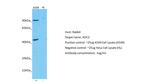 AOC2 Antibody in Western Blot (WB)