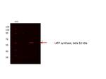 ATP Synthase beta Antibody in Western Blot (WB)