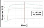 ATP6V0D2 Antibody in Surface plasmon resonance (SPR)