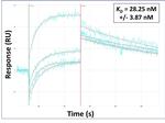 CD151 Antibody in Surface plasmon resonance (SPR)