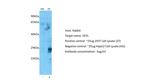 HEYL Antibody in Western Blot (WB)